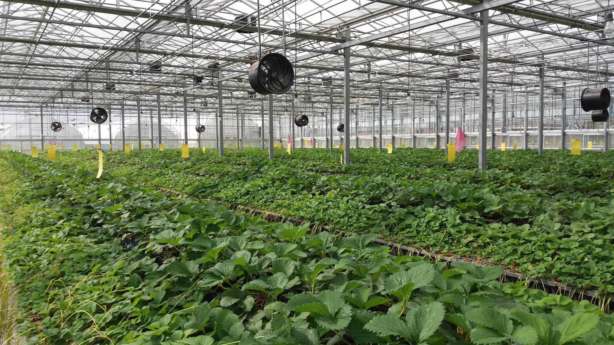 大きなガラス温室の内部を、二色でvendoredした写真。整数に並ぶ緑の葉 vegetables と、天井から吊るされた換気を辟asso fans绵阳が、曇り空の柔らかい光に照らされている。